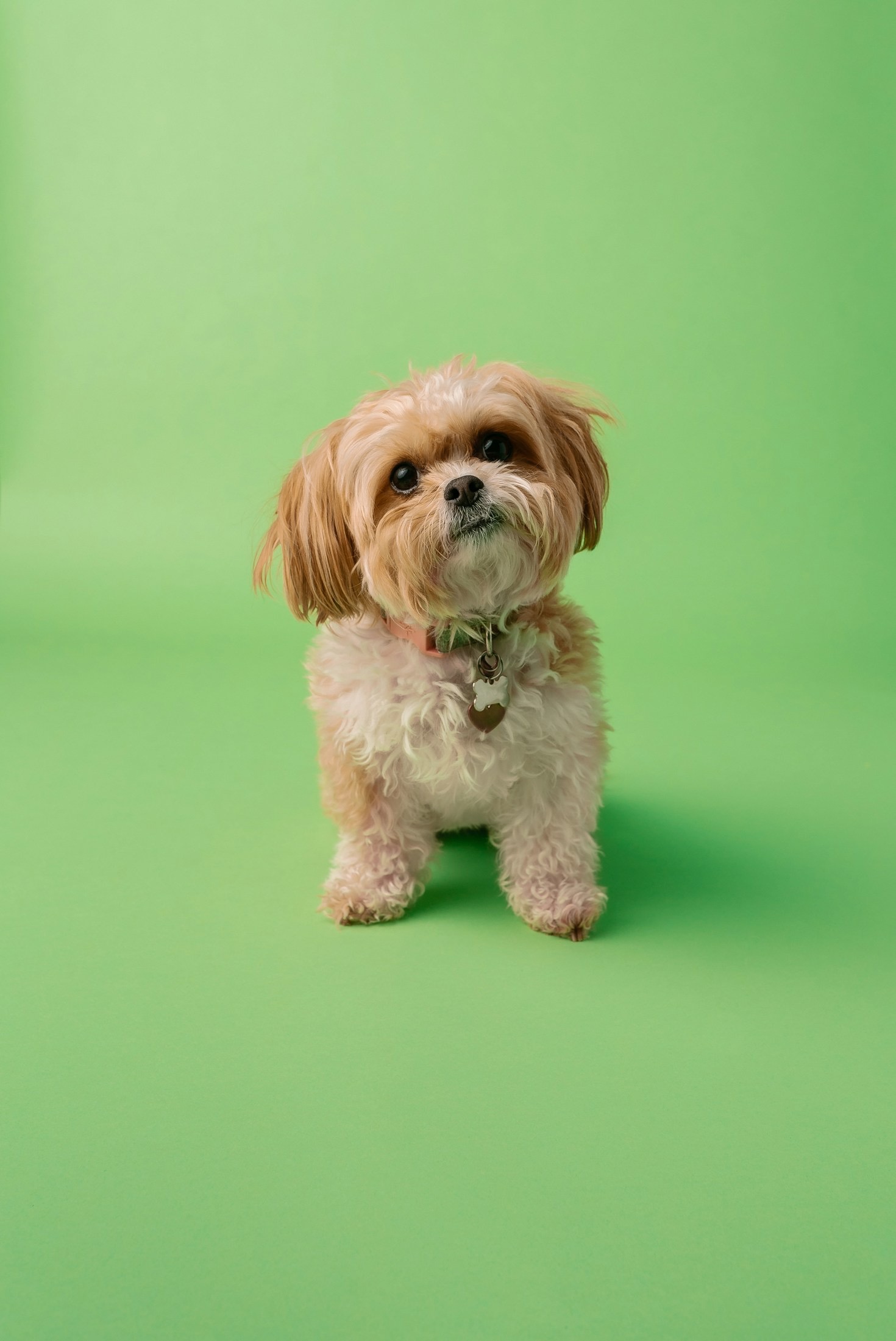De nieuwste trends in accessoires voor honden en katten